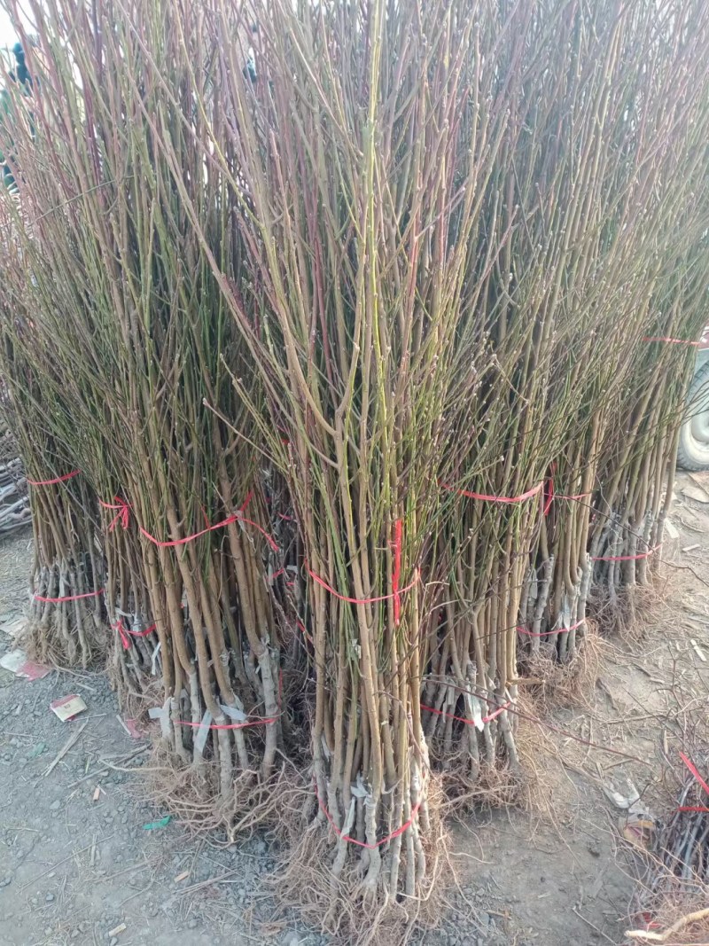 沂蒙霜红桃苗嫁接山东水蜜桃晚熟品种特大脆甜桃子果树苗木