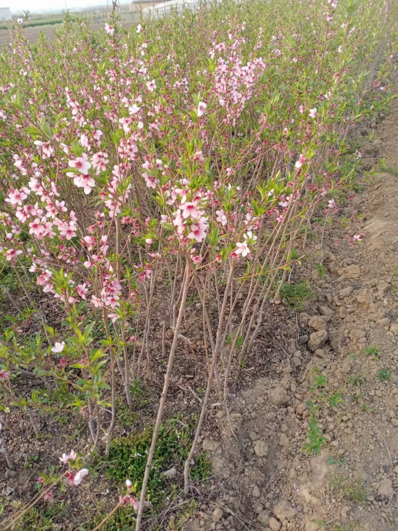 沂蒙霜红桃苗嫁接山东水蜜桃晚熟品种特大脆甜桃子果树苗木