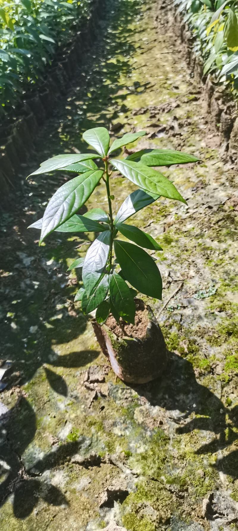 江西楠木（闽楠）杯苗，楠木大量供应，苗圃直供，走量批发