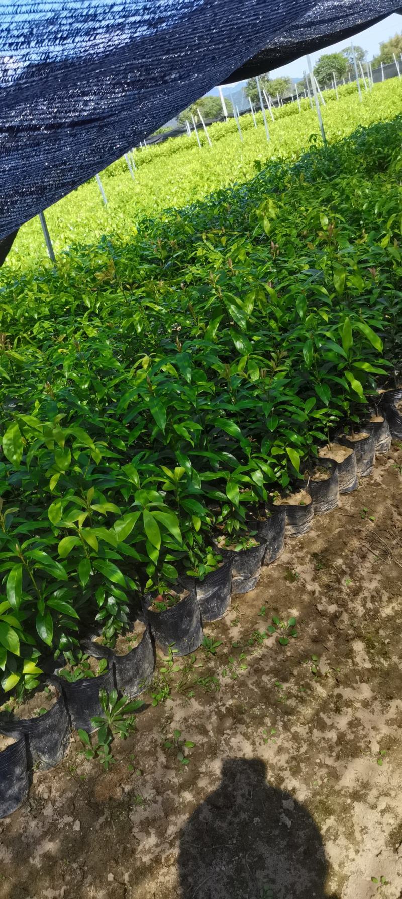 江西楠木（闽楠）杯苗，楠木大量供应，苗圃直供，走量批发