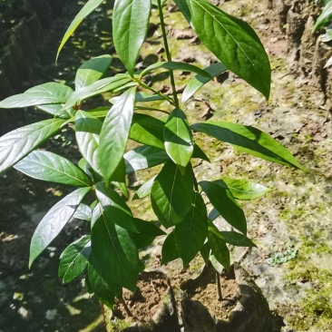 江西楠木（闽楠）杯苗，楠木大量供应，苗圃直供，走量批发