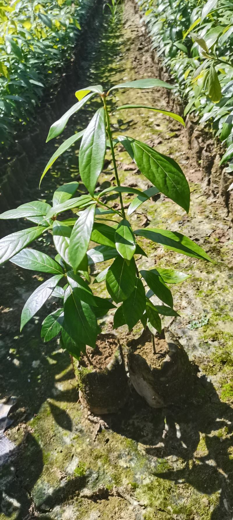 江西楠木（闽楠）杯苗，楠木大量供应，苗圃直供，走量批发