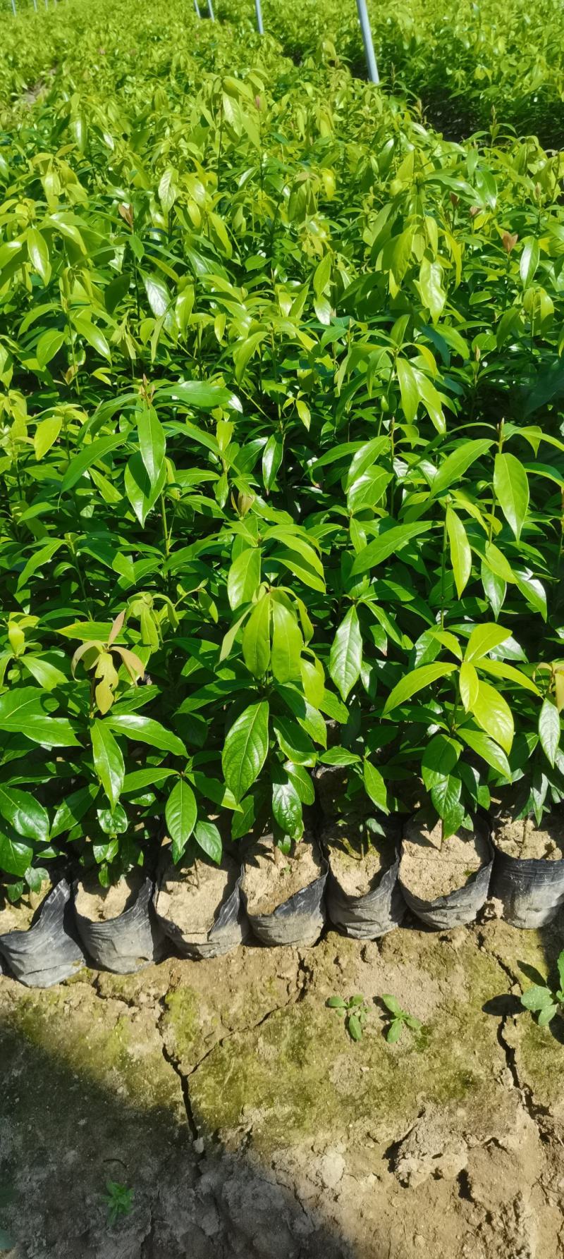 江西楠木（闽楠）杯苗，楠木大量供应，苗圃直供，走量批发