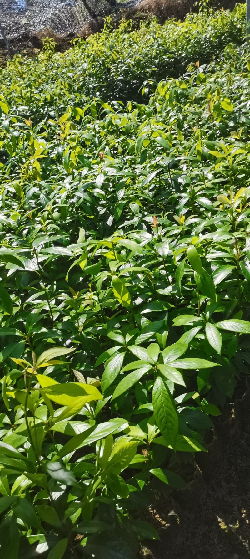 江西楠木（闽楠）杯苗，楠木大量供应，苗圃直供，走量批发