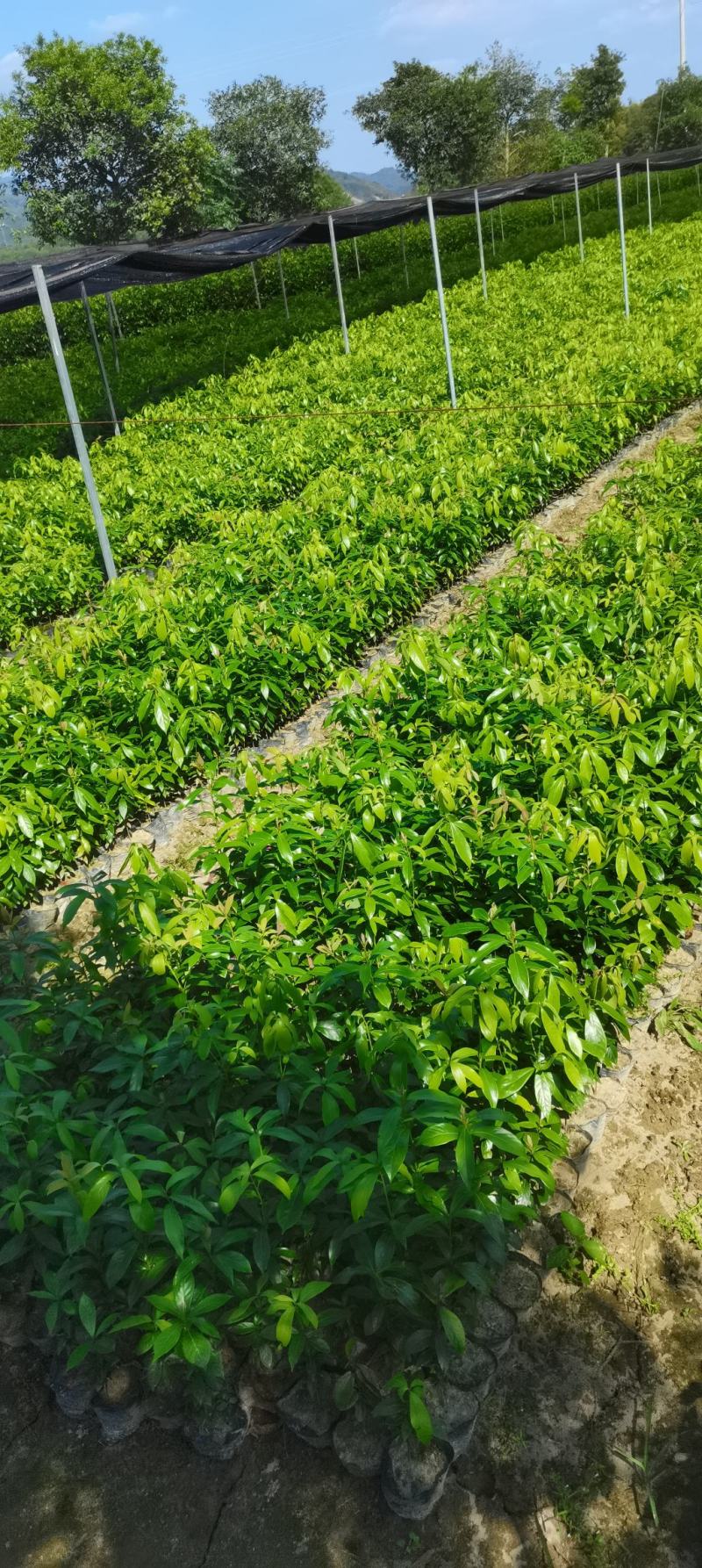 江西楠木（闽楠）杯苗，楠木大量供应，苗圃直供，走量批发