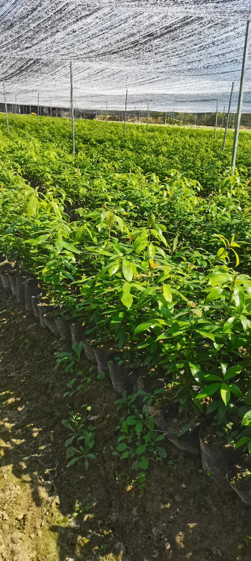 江西楠木（闽楠）杯苗，楠木大量供应，苗圃直供，走量批发