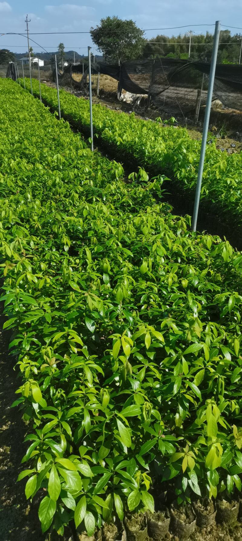 江西楠木（闽楠）杯苗，楠木大量供应，苗圃直供，走量批发
