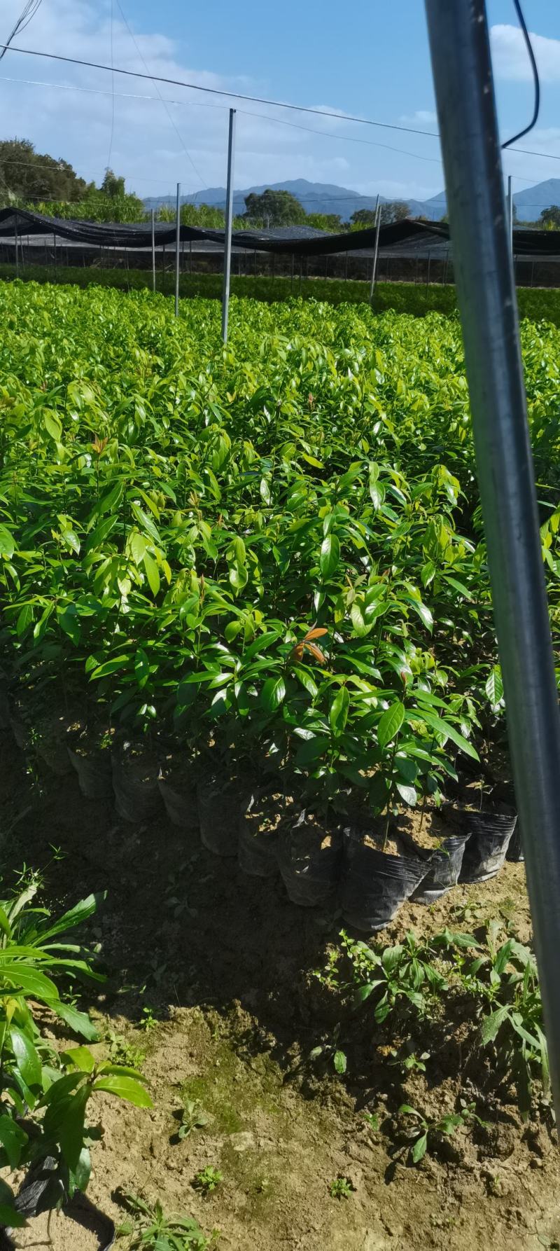 江西楠木（闽楠）杯苗，楠木大量供应，苗圃直供，走量批发