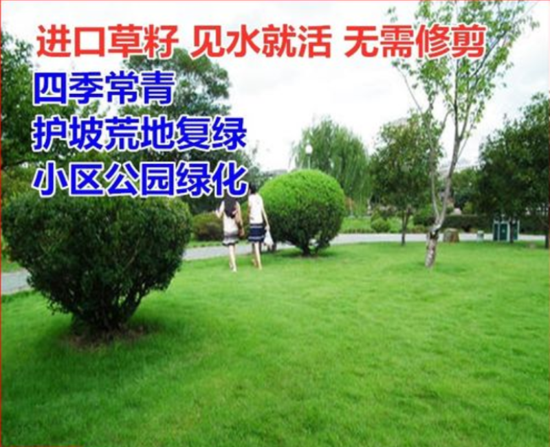 四季青种子四季青护坡草籽四季青草坪种子四季常青