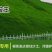 四季青种子四季青护坡草籽四季青草坪种子四季常青