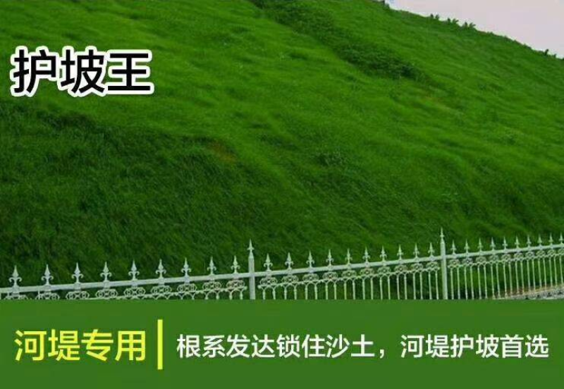 四季青种子四季青护坡草籽四季青草坪种子四季常青