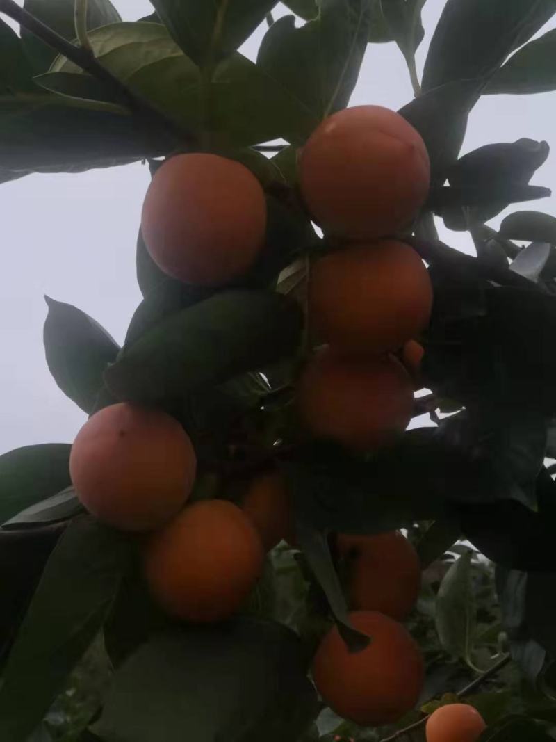 灵宝柿子