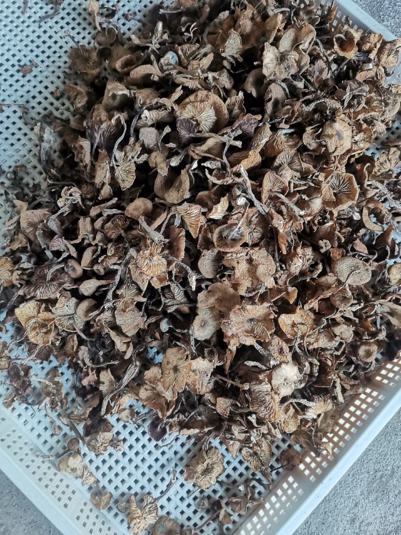 长白山区野生榛蘑，大腿蘑，趟子蘑柴火烘干，每斤38元起