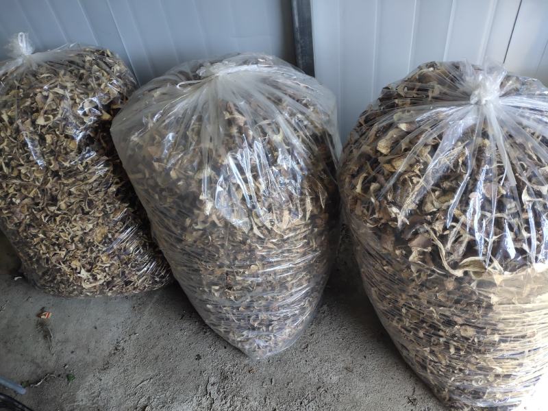 长白山区野生榛蘑，大腿蘑，趟子蘑柴火烘干，每斤38元起