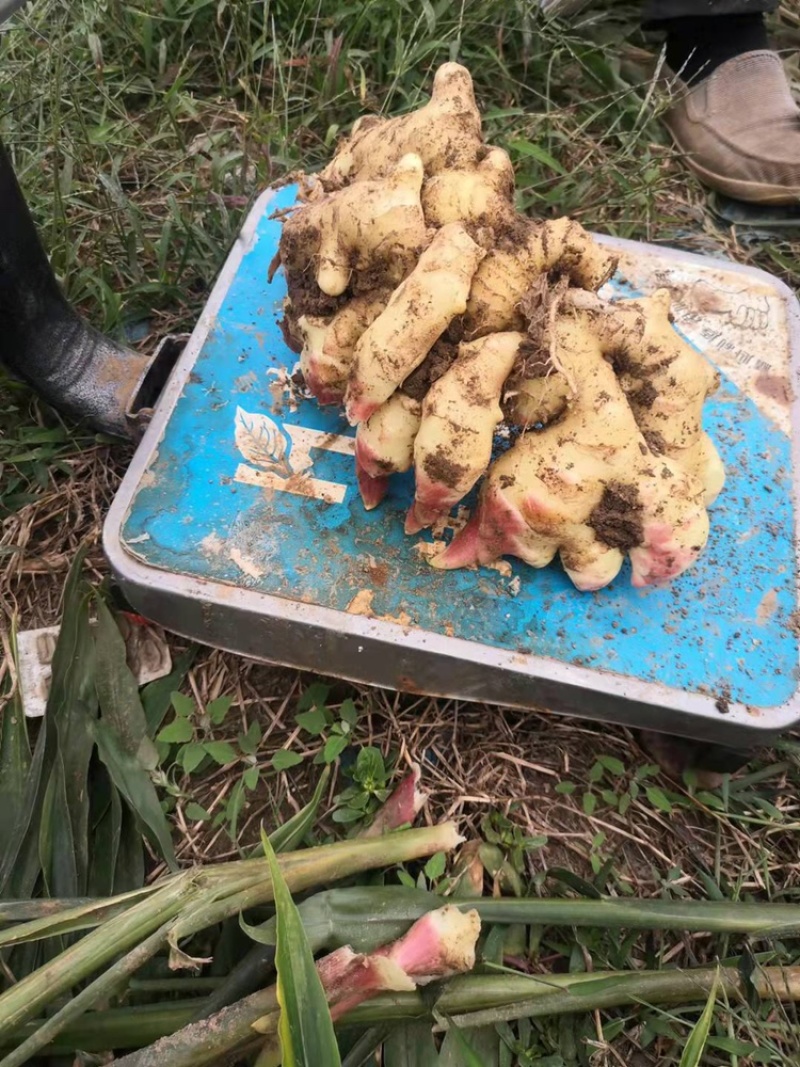 绥中大姜大量上市水洗泥姜通通有货价钱不高要的来