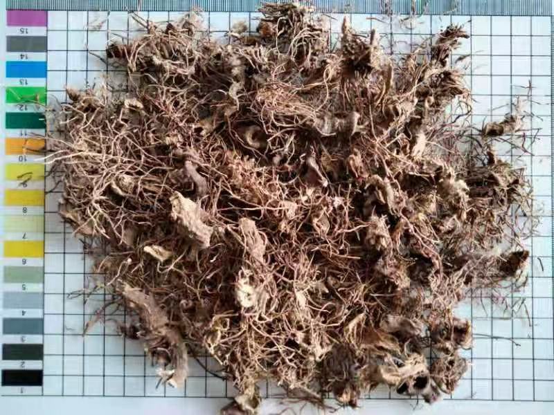 红毛七干货中药材干净无杂质量大从优