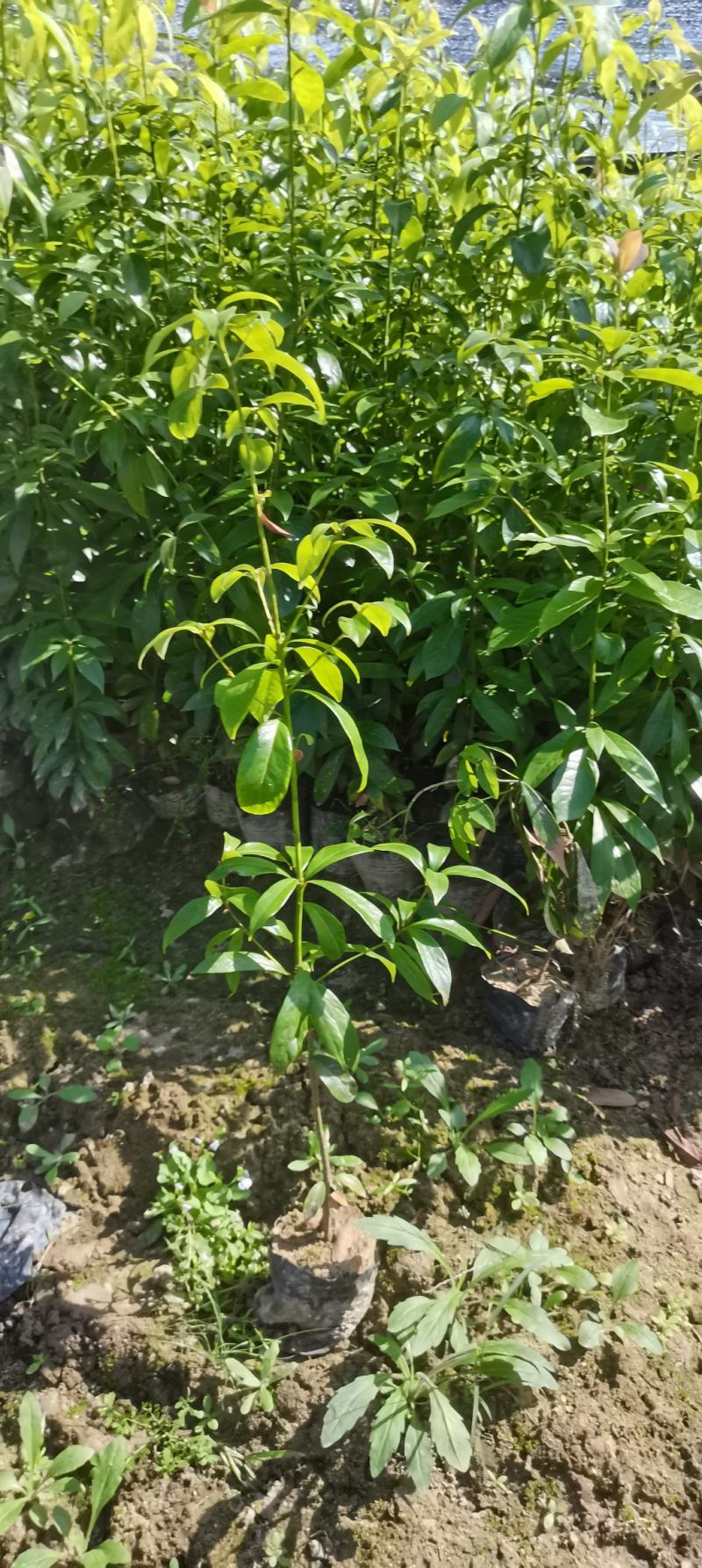 供应两年生楠木杯苗，江西闽南杯苗大量供应