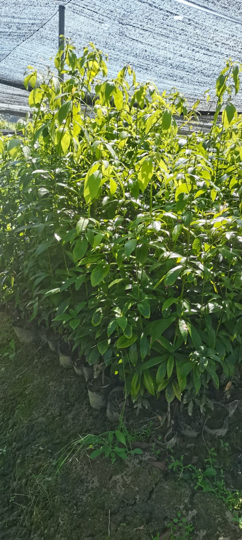 供应两年生楠木杯苗，江西闽南杯苗大量供应