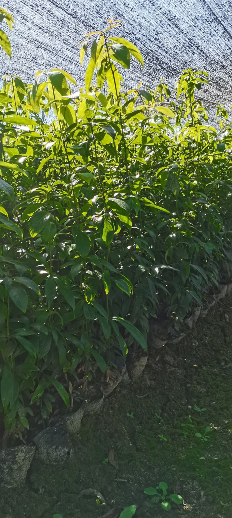 供应两年生楠木杯苗，江西闽南杯苗大量供应