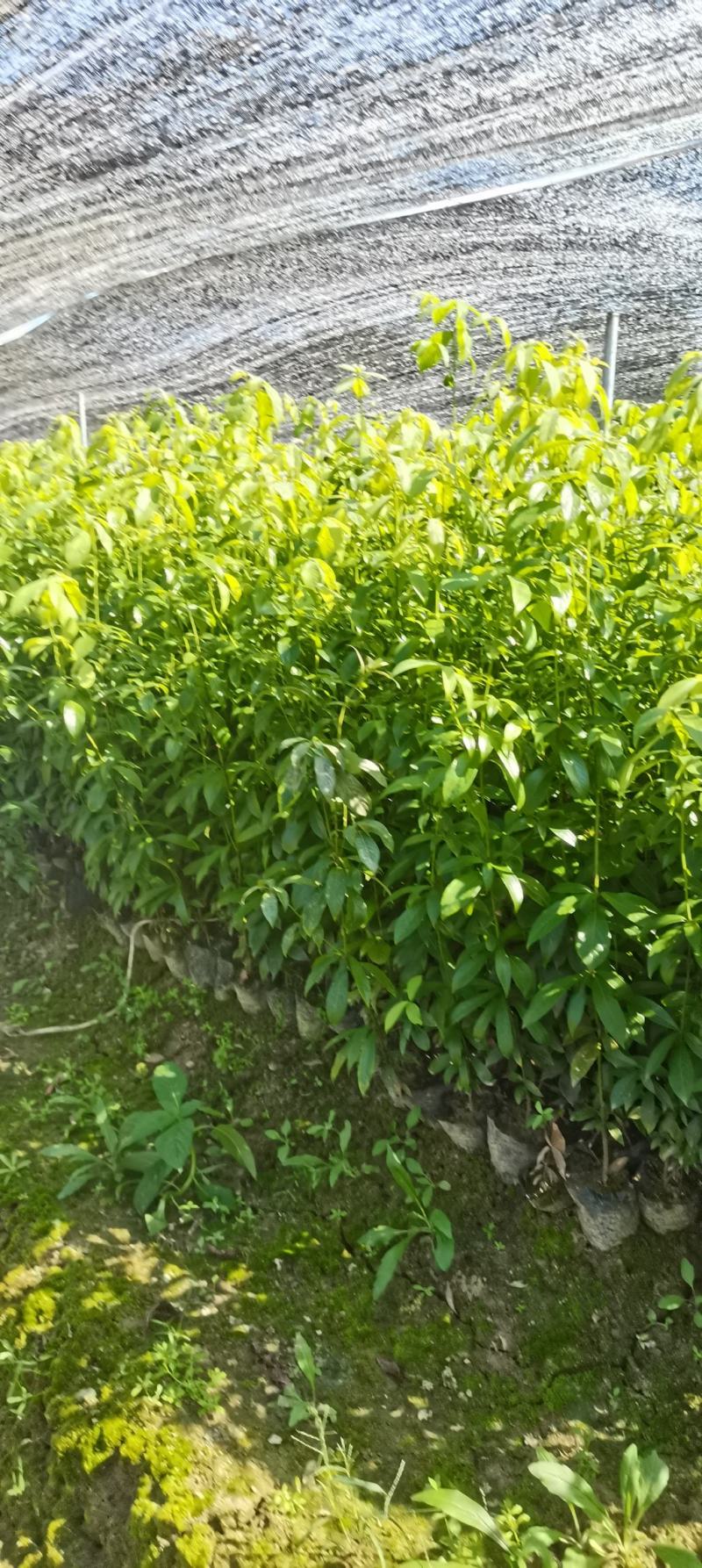 供应两年生楠木杯苗，江西闽南杯苗大量供应