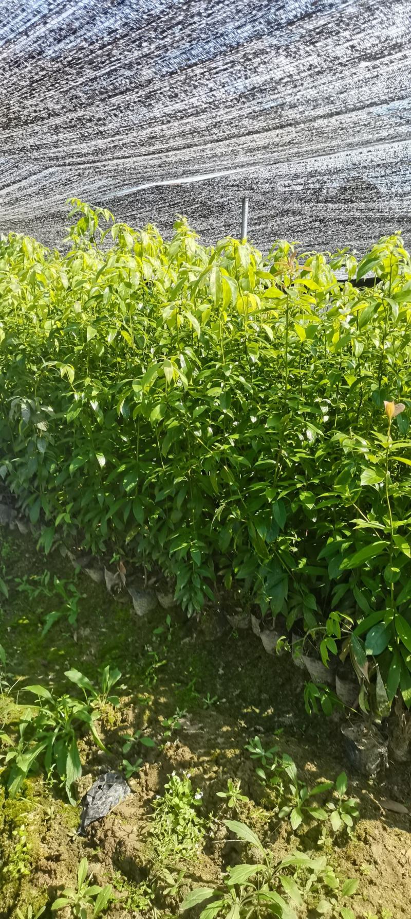 供应两年生楠木杯苗，江西闽南杯苗大量供应
