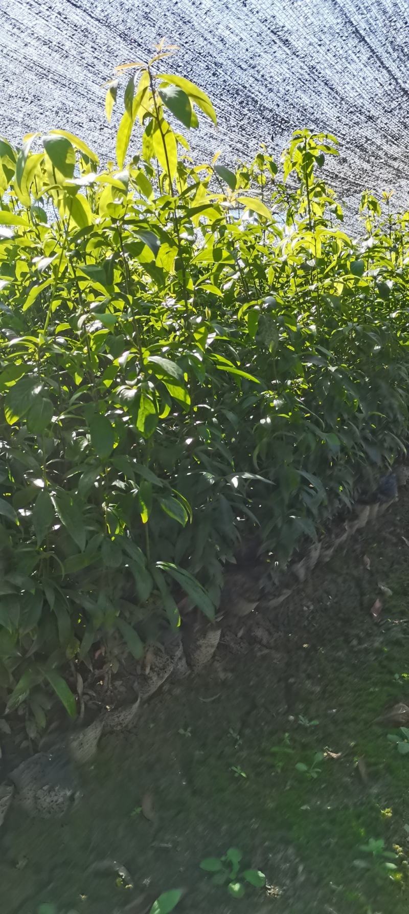 供应两年生楠木杯苗，江西闽南杯苗大量供应