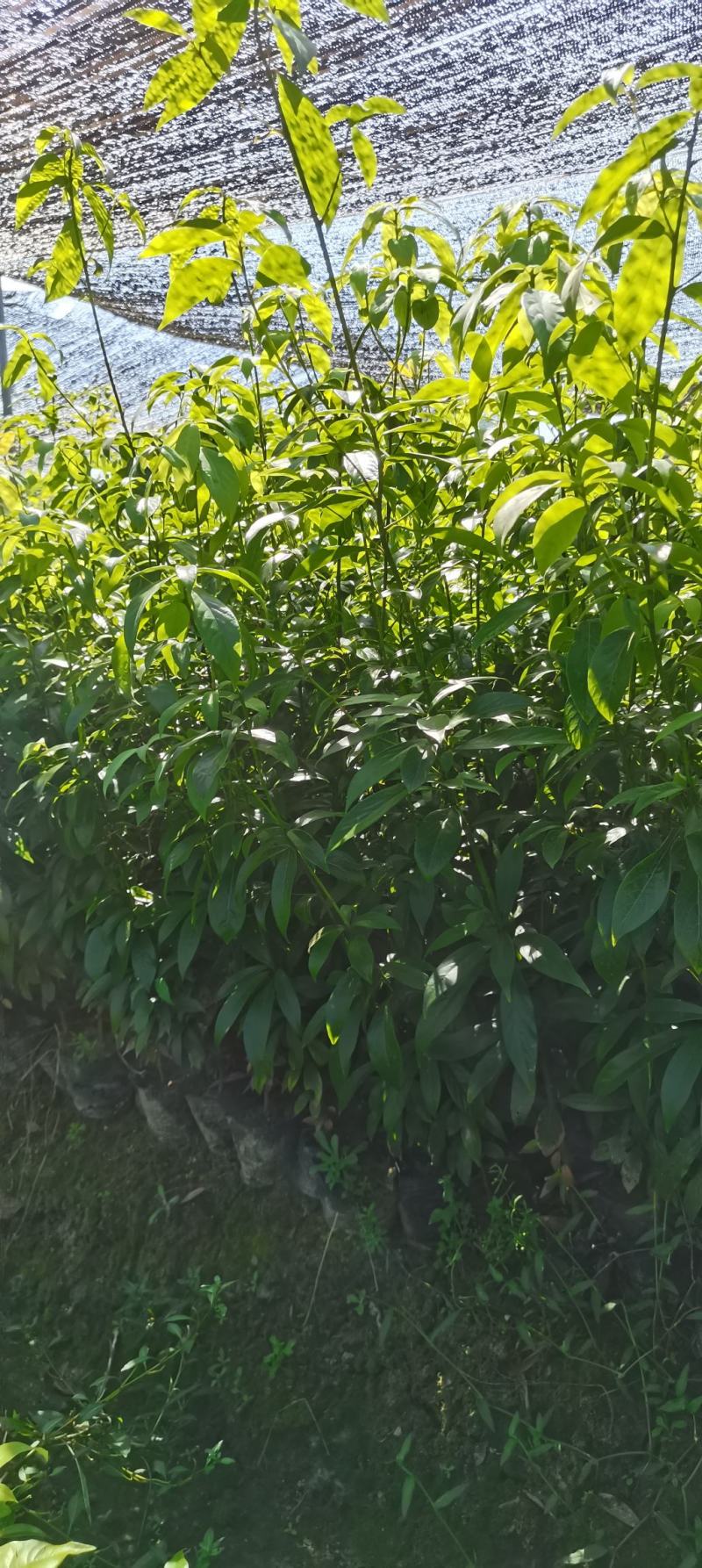 供应两年生楠木杯苗，江西闽南杯苗大量供应