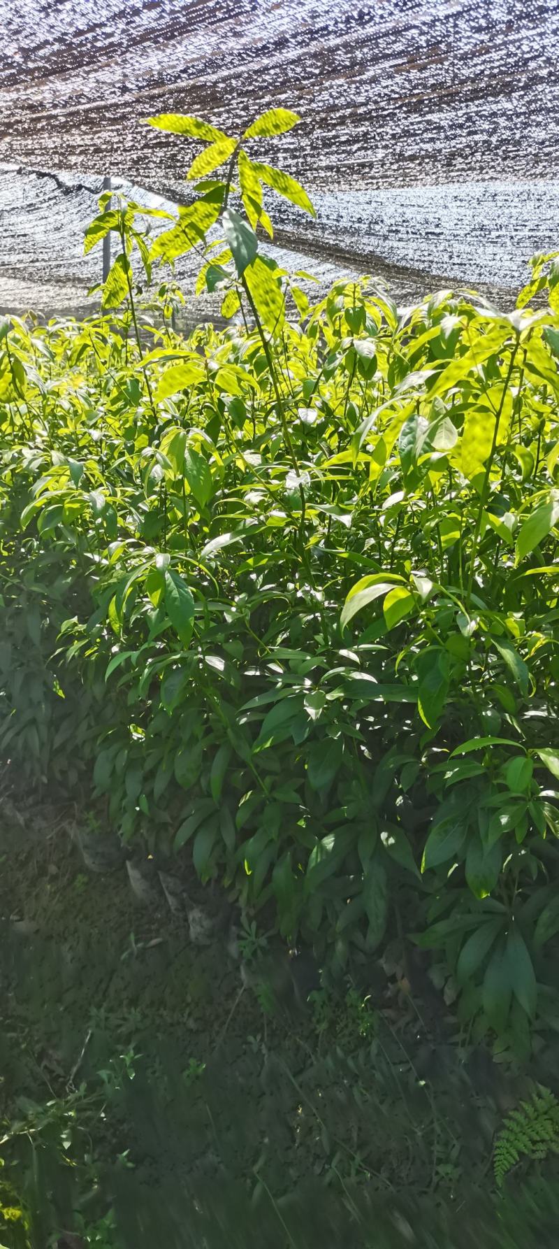 供应两年生楠木杯苗，江西闽南杯苗大量供应