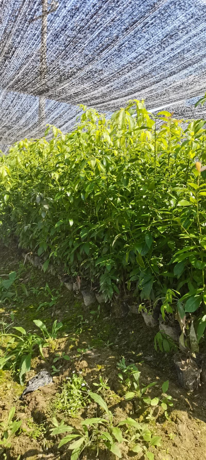 供应两年生楠木杯苗，江西闽南杯苗大量供应