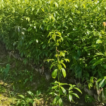 供应两年生楠木杯苗，江西闽南杯苗大量供应