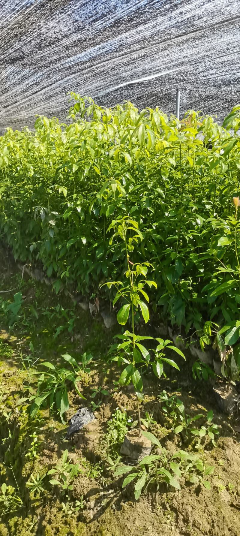 供应两年生楠木杯苗，江西闽南杯苗大量供应