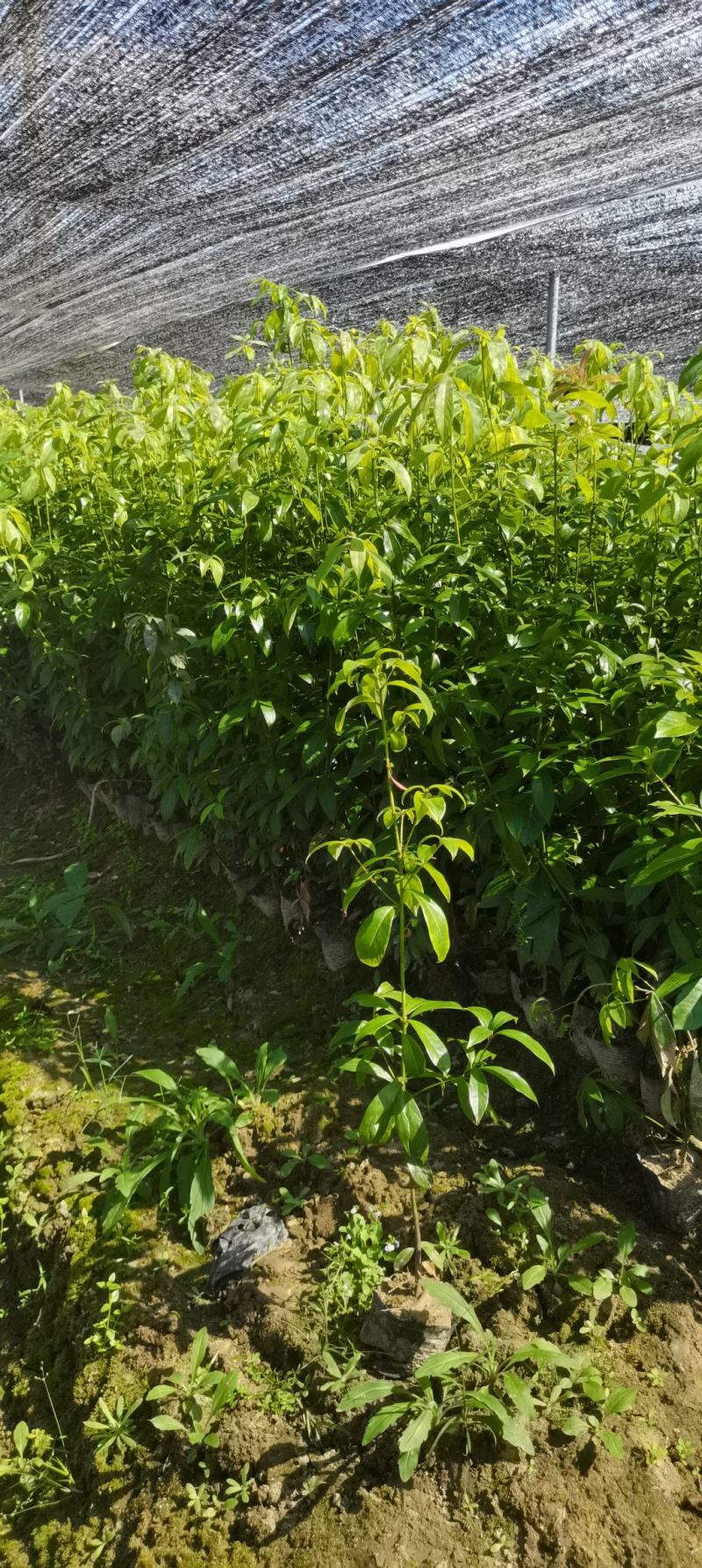 供应两年生楠木杯苗，江西闽南杯苗大量供应