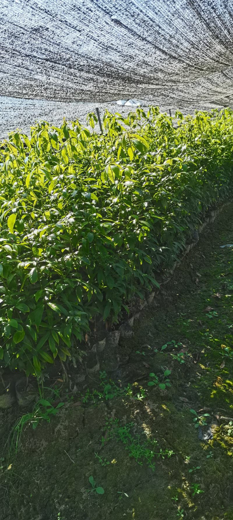 供应两年生楠木杯苗，江西闽南杯苗大量供应
