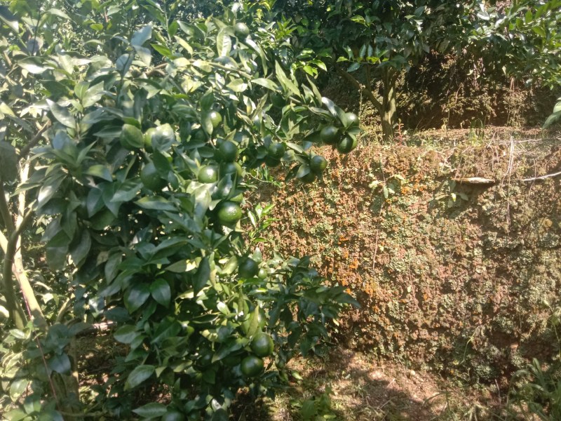 沃柑