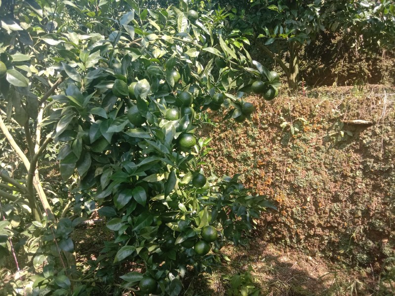 沃柑