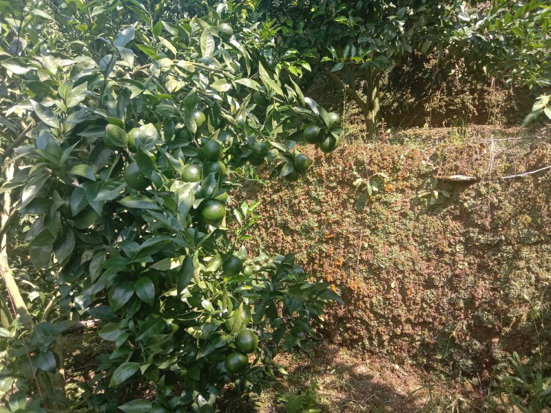沃柑