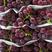 巨峰葡萄库存巨峰葡萄大量出库中，无坏果，糖度高，颗粒大