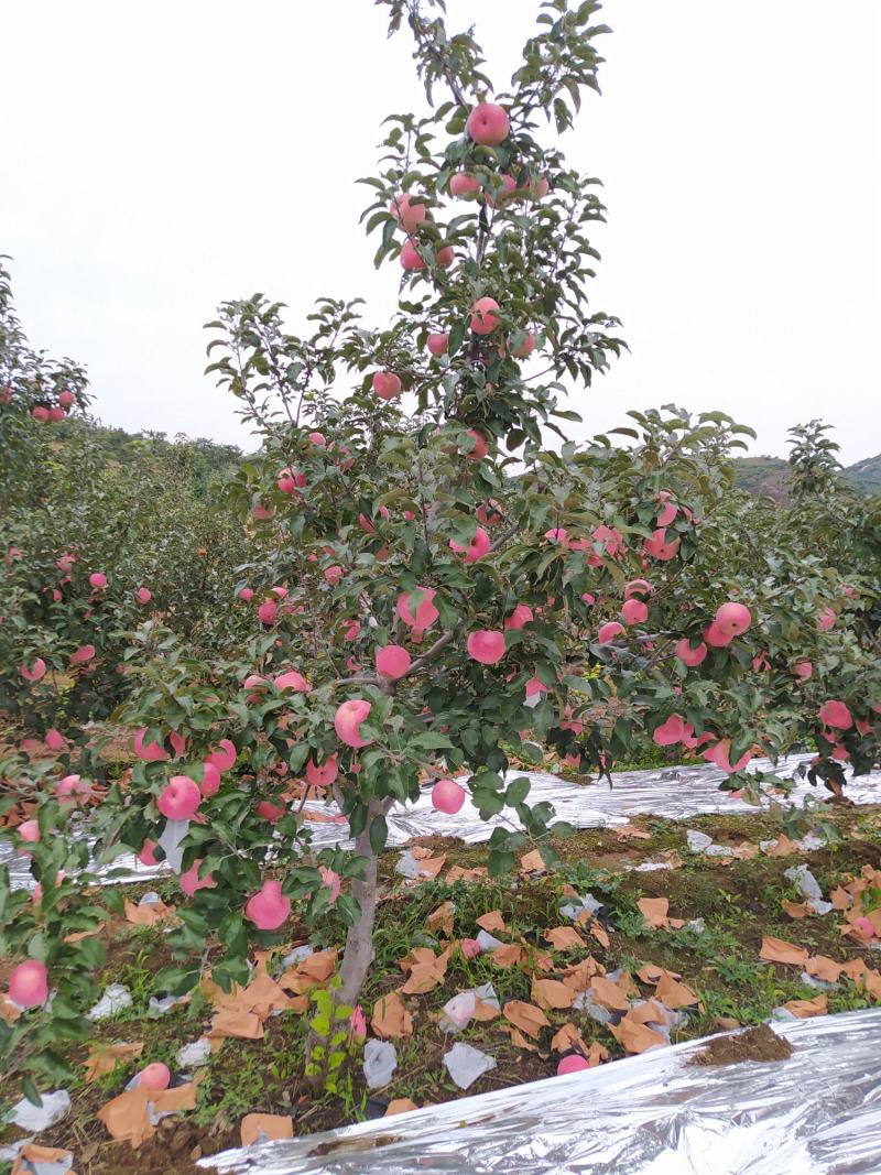 绥中县寒富苹果基地，质优价廉，商超直采基地，诚信实力代办