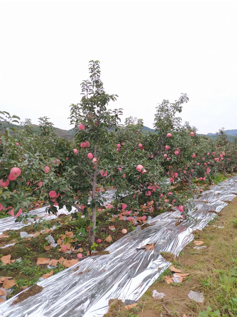 绥中县寒富苹果基地，质优价廉，商超直采基地，诚信实力代办