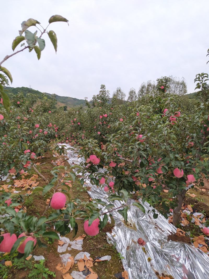绥中县寒富苹果基地，质优价廉，商超直采基地，诚信实力代办