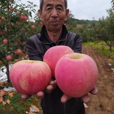 绥中县寒富苹果基地,质优价廉,商超直采基地,诚信实力代办