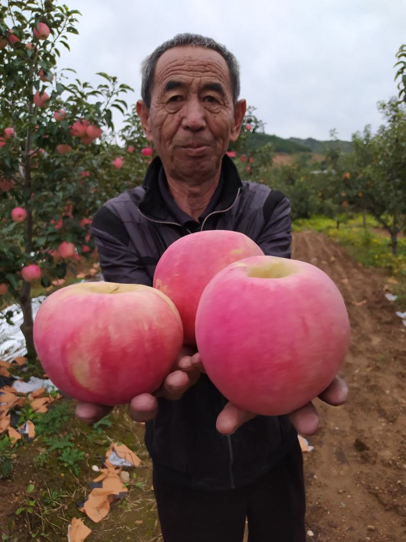 绥中县寒富苹果基地，质优价廉，商超直采基地，诚信实力代办