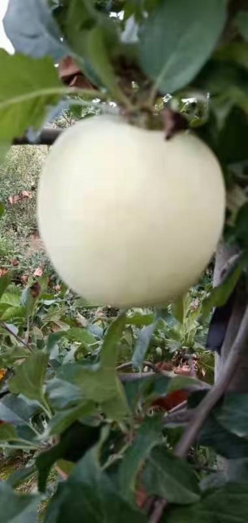红富士苹果