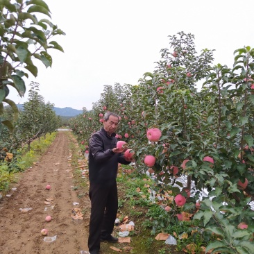 绥中县韩富苹果基地,现大量上市,口感好,皮毛亮,诚信代收