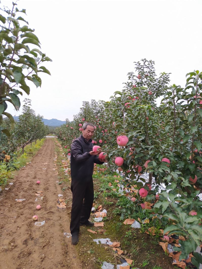 绥中县韩富苹果基地，现大量上市，口感好，皮毛亮，诚信代收