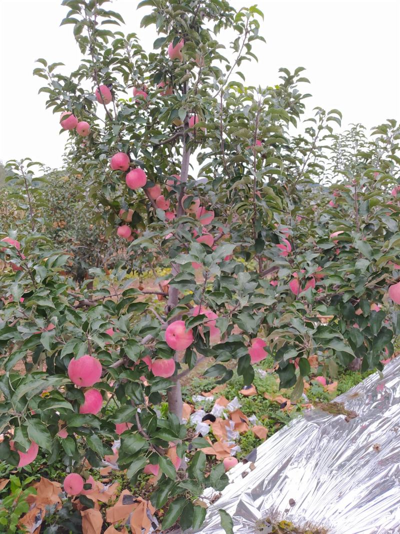 绥中县韩富苹果基地，现大量上市，口感好，皮毛亮，诚信代收