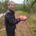 绥中县韩富苹果基地,现大量上市,口感好,皮毛亮,诚信代收