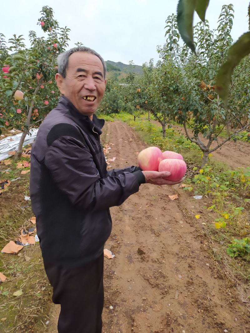 绥中县韩富苹果基地，现大量上市，口感好，皮毛亮，诚信代收