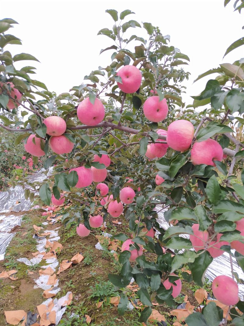 绥中县韩富苹果基地，现大量上市，口感好，皮毛亮，诚信代收