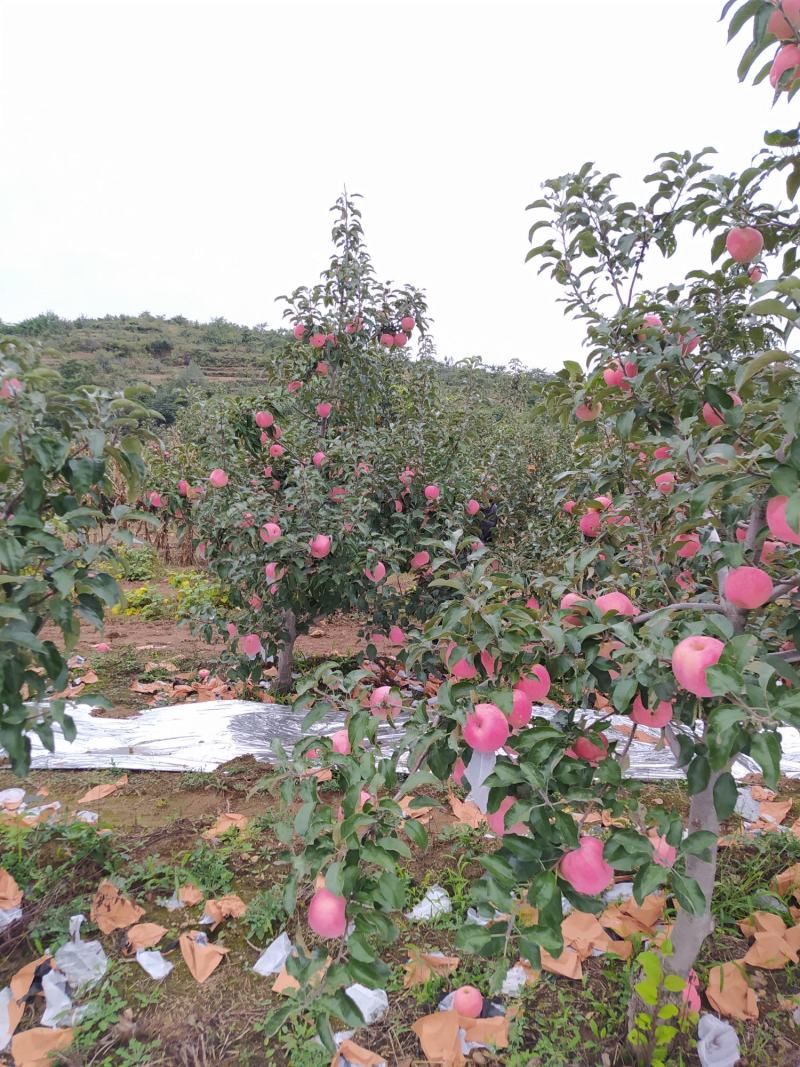 绥中县韩富苹果基地，现大量上市，口感好，皮毛亮，诚信代收